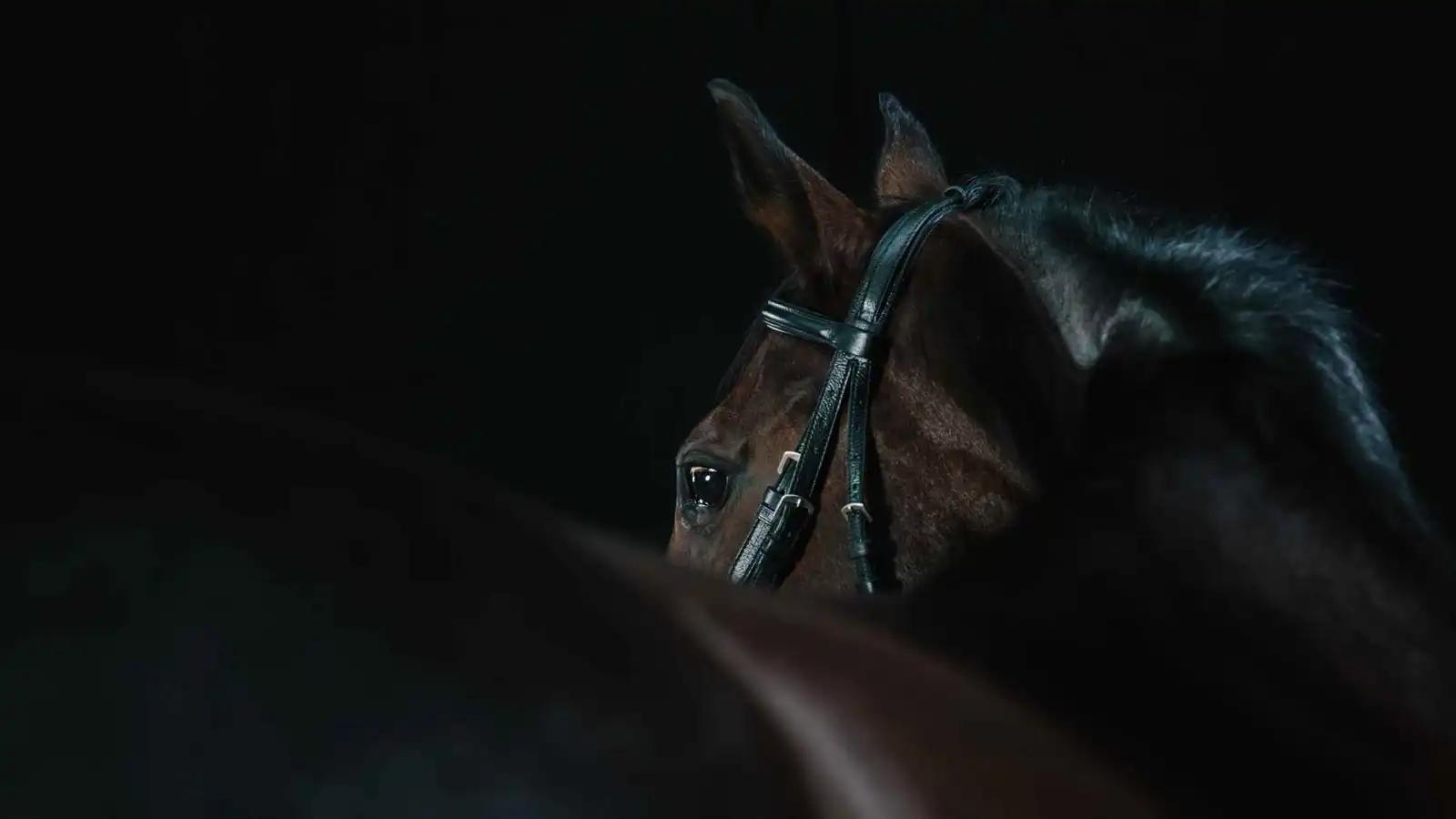 تركيا.. القبض على شخصين بتهمة بيع "لحوم الخيل" في إسطنبول