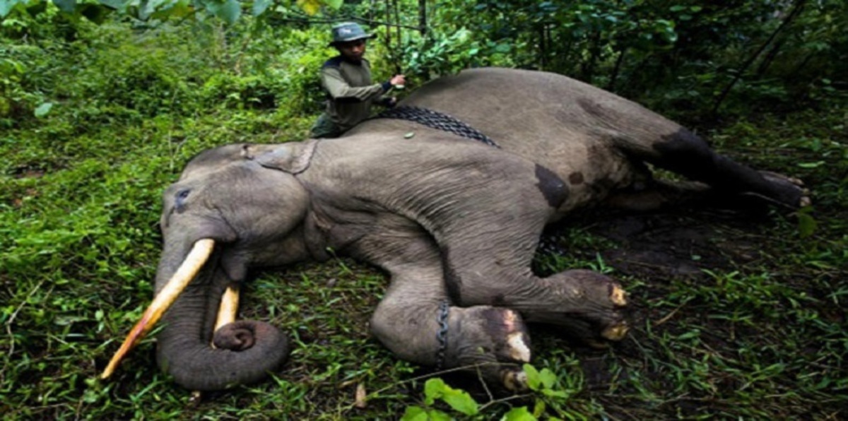 نفوق أنثى من أفيال سومطرة النادرة يثير غضب الإندونيسيين