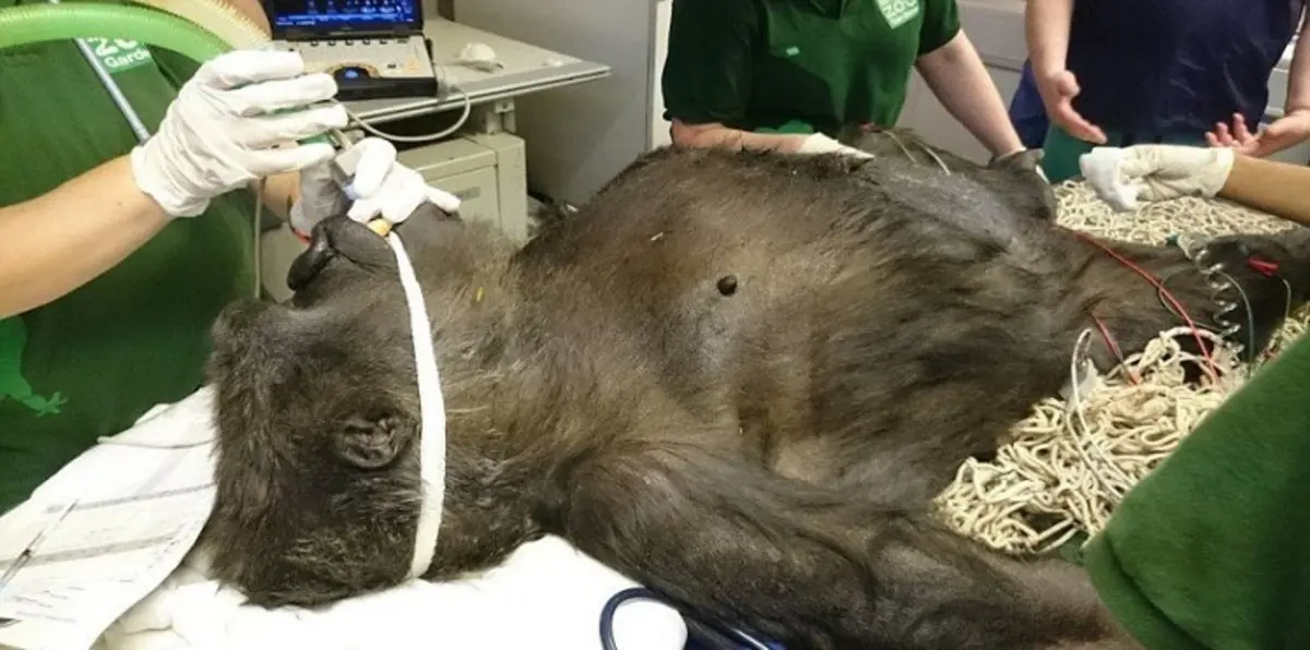 ولادة أول غوريلا بعملية قيصرية في المملكة المتحدة (صور)