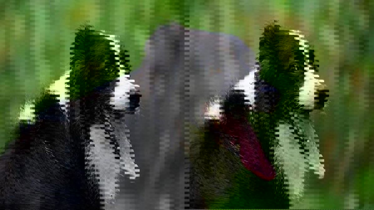 مثل البشر.. "تكتيكات" تعتمدها الحيوانات لمواجهة الطقس الحار(صور)