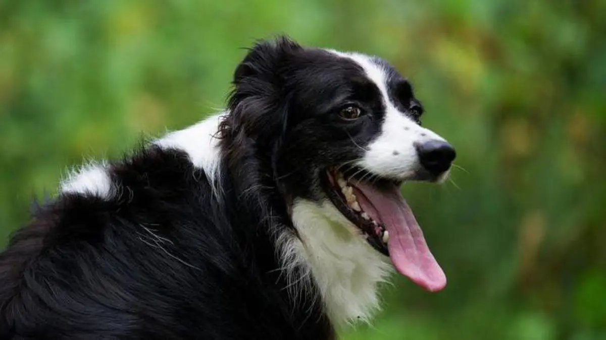 مثل البشر.. "تكتيكات" تعتمدها الحيوانات لمواجهة الطقس الحار(صور)