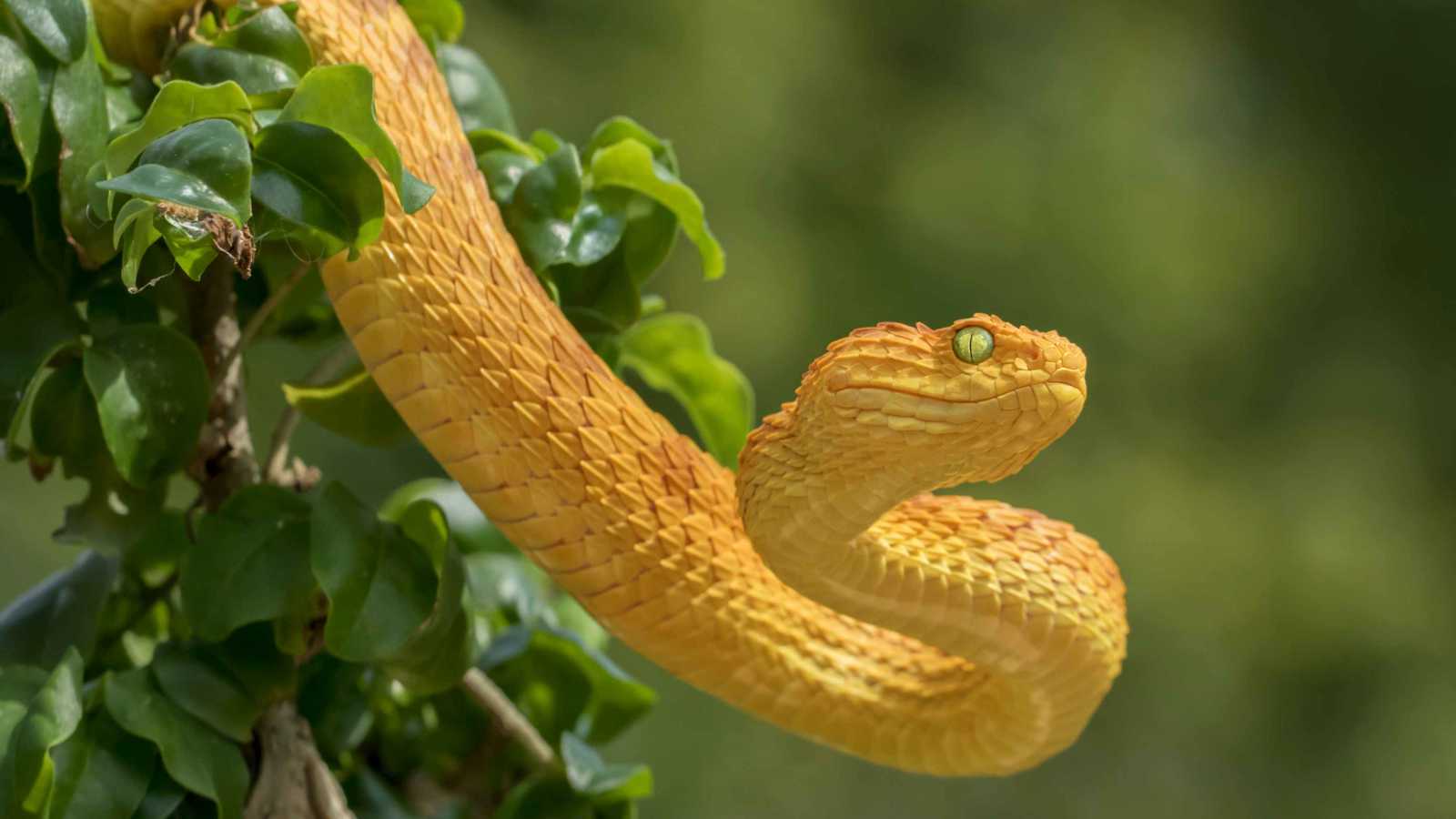 تسمع من فكّها وحتى العمياء ترى.. 10 حقائق مذهلة عن الأفاعي