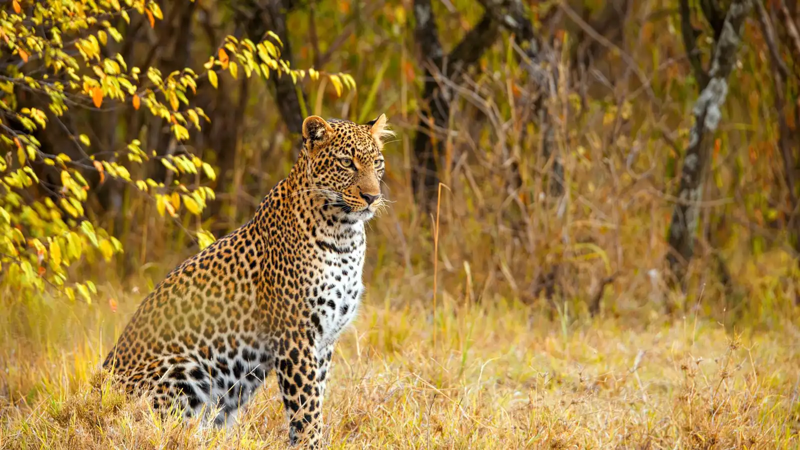 ضابط شرطة ينجو بأعجوبة من هجوم نمر في الهند (فيديو)