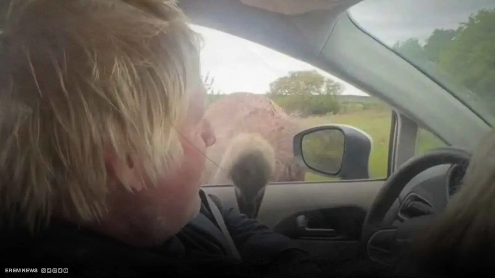 بوريس جونسون يتعرض لهجوم من نعامة.. والموقف يُضحك طفله (فيديو إرم)