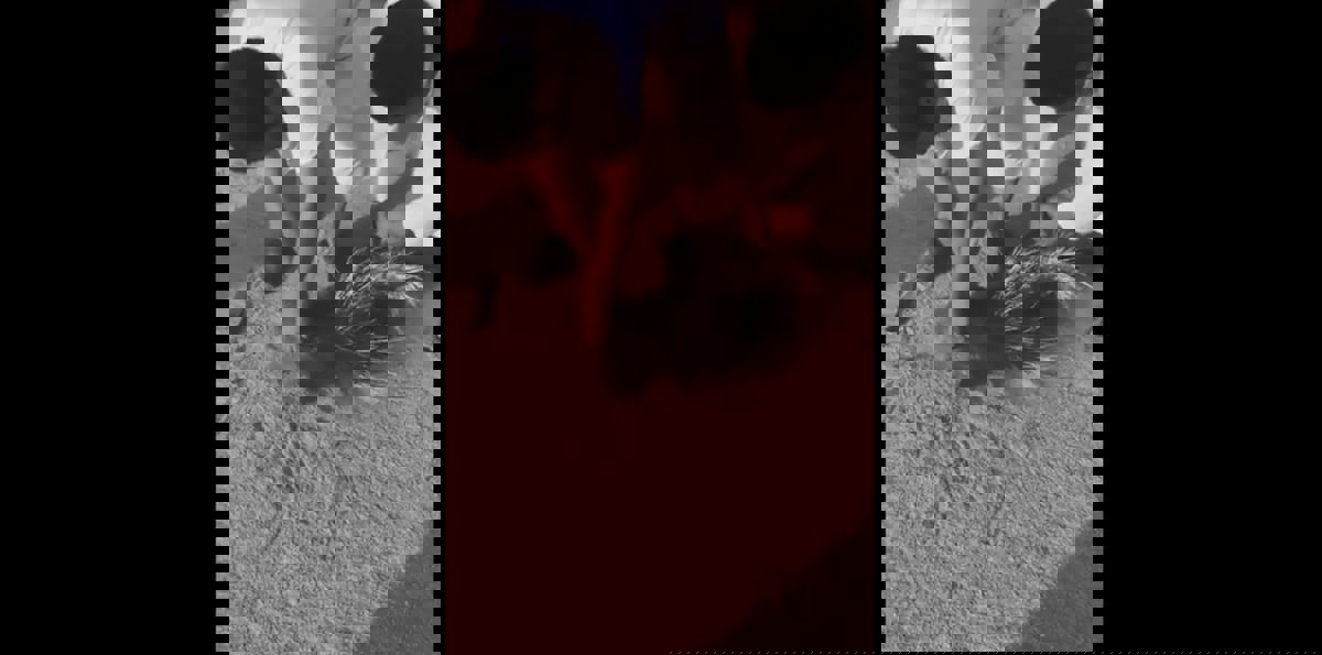 بالفيديو.. السعودية تلاحق صيادين أثاروا غضب نشطاء بيئيين