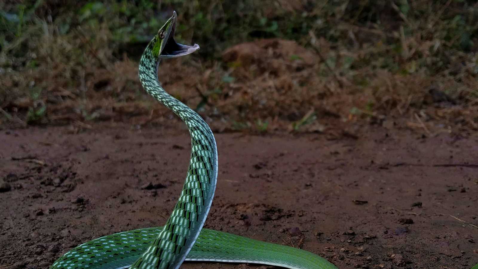 للمرة الأولى.. فيديو تفصيلي لهجمات الأفاعي في عُشر الثانية