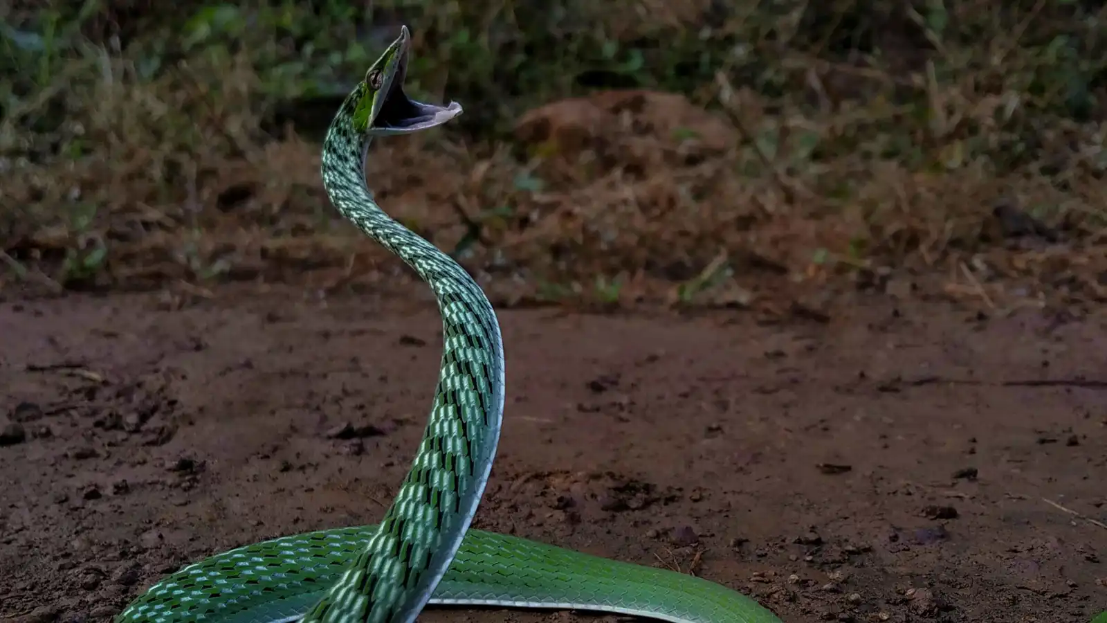 للمرة الأولى.. فيديو تفصيلي لهجمات الأفاعي في عُشر الثانية