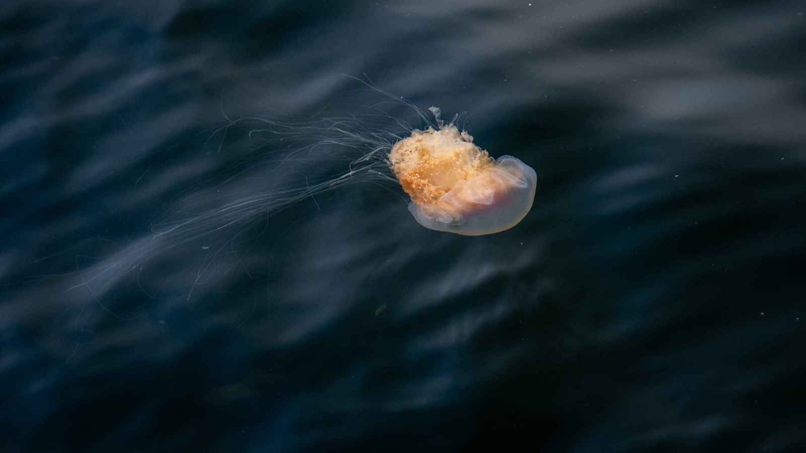 ظهور أكبر قنديل بحر في العالم.. (فيديو)