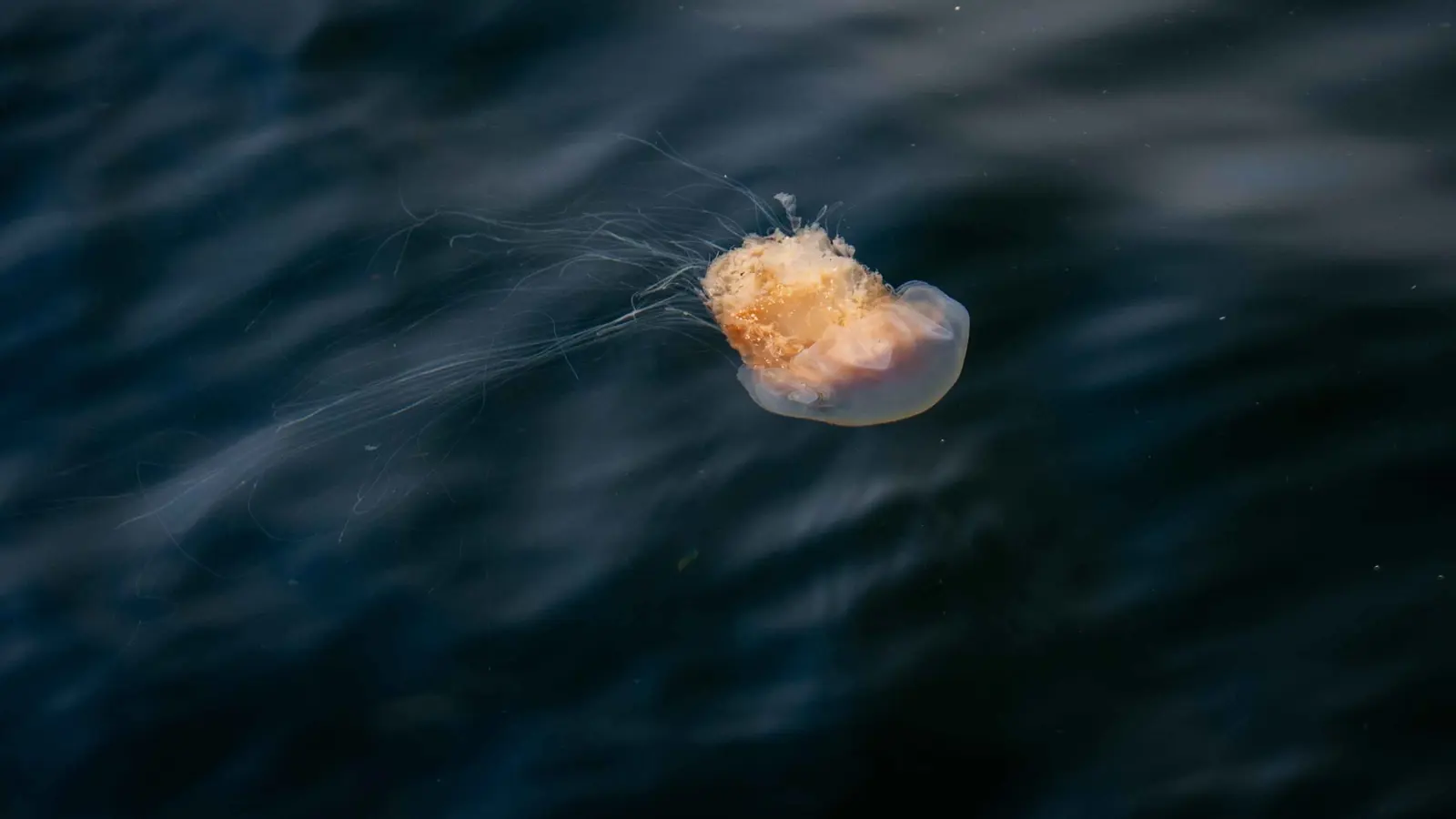 ظهور أكبر قنديل بحر في العالم.. (فيديو)