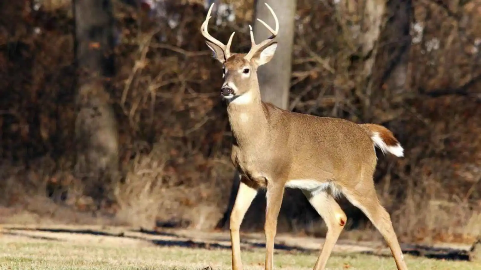 بعد السناجب.. انتشار صور مروعة لغزلان بفقاعات جلدية