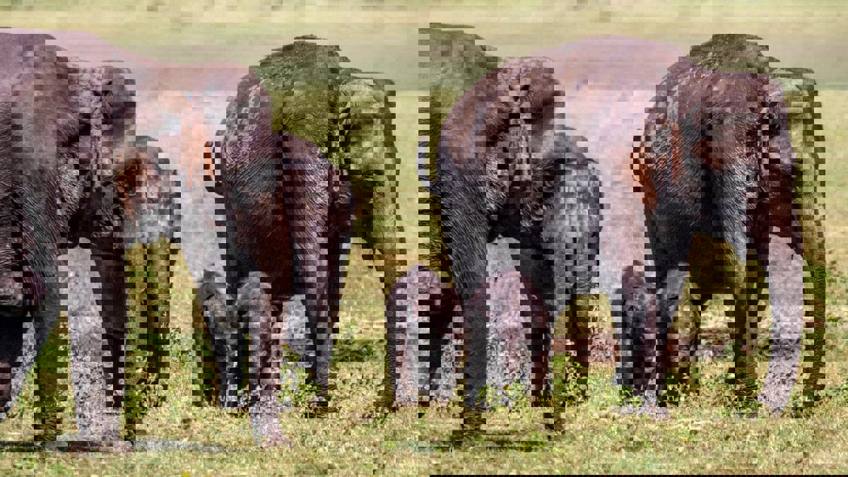 مثل البشر.. الأفيال الآسيوية "تبكي بصخب" قبل دفن صغارها النافقة
