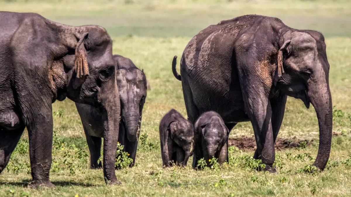 مثل البشر.. الأفيال الآسيوية "تبكي بصخب" قبل دفن صغارها النافقة

