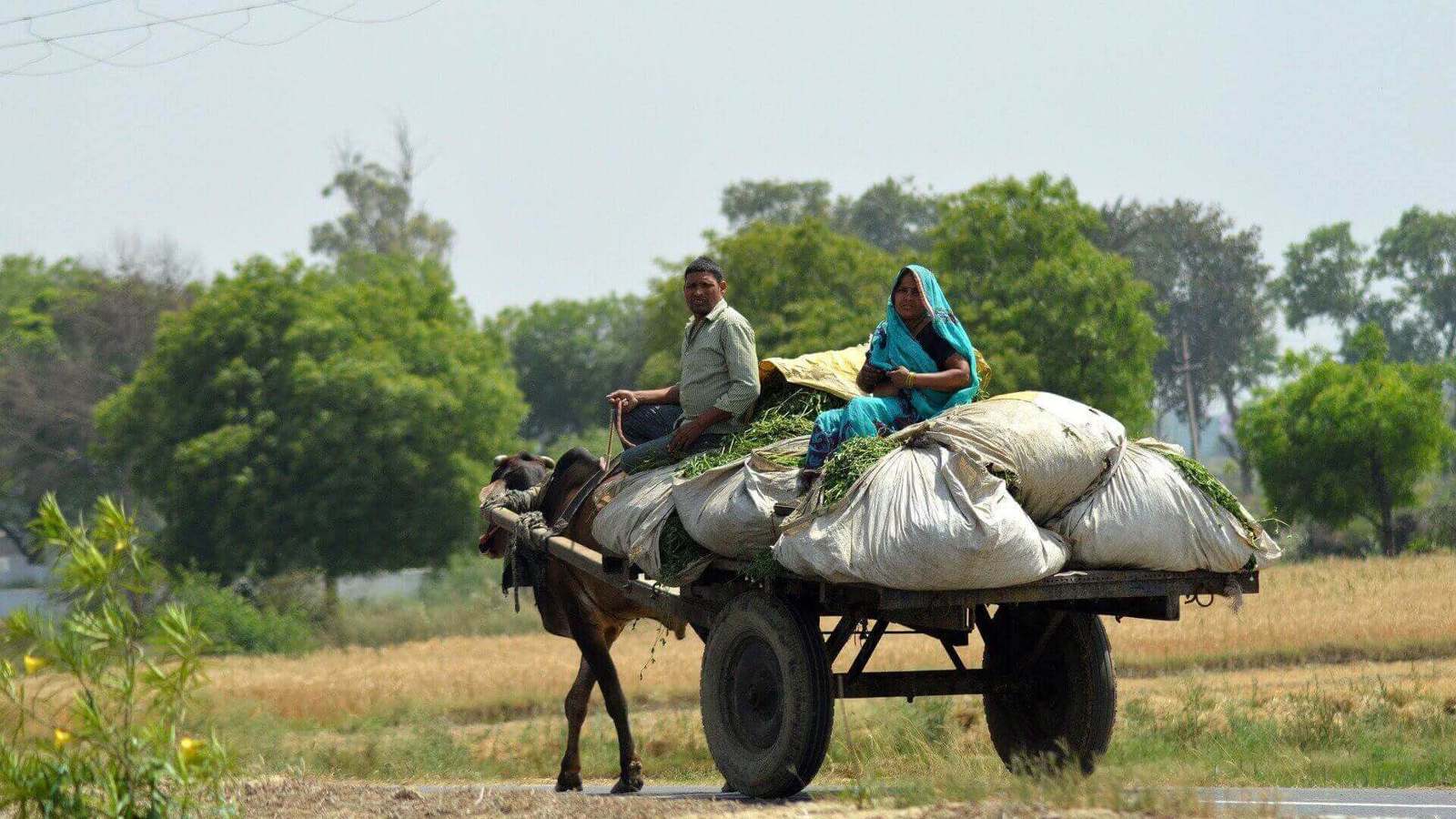 باتشغاون.. قصة قرية هندية حولت الغابات إلى "منجم أموال"