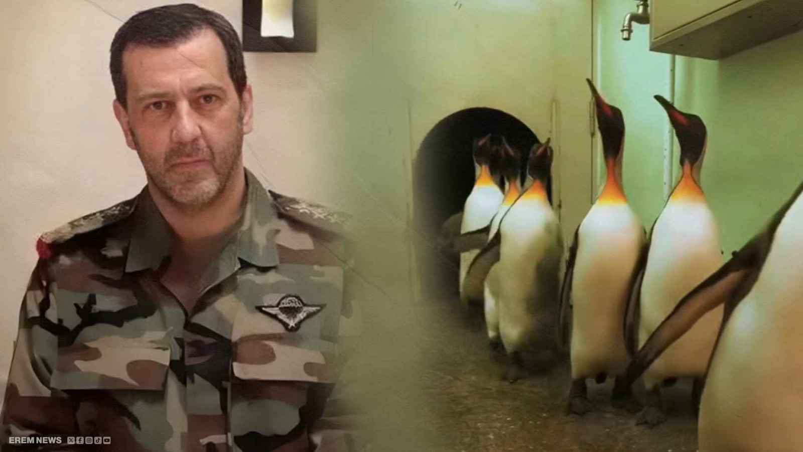 بطاريق محتجزة ببيت ماهر الأسد.. ما القصة؟