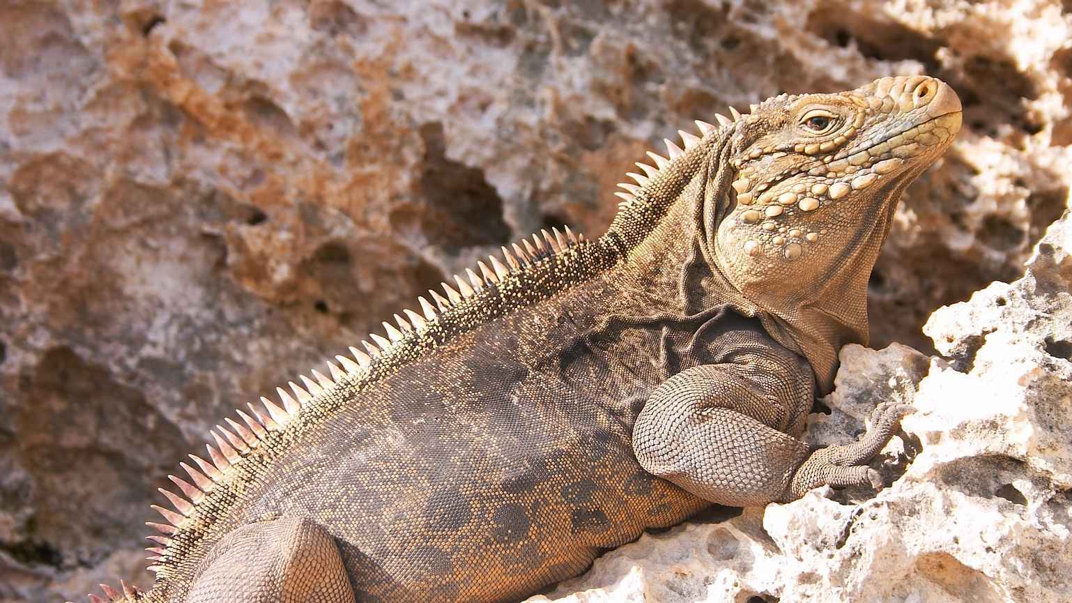 مصر.. ظهور مفاجئ لحيوان "الإيغوانا" في بورسعيد يثير الذعر (فيديو)