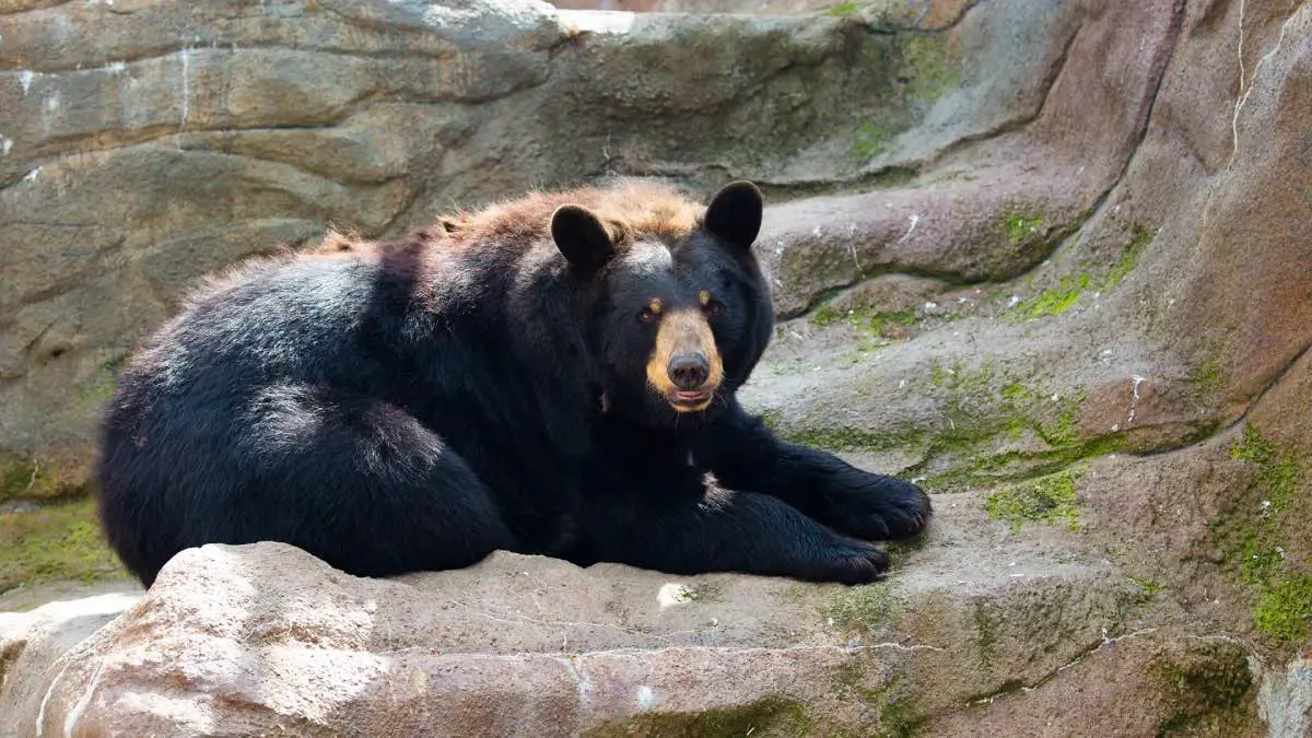 دب ضخم يقتحم مطبخا ويستقر فوق الموقد (صور)