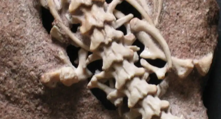 أحفورة ثعبان النجاش