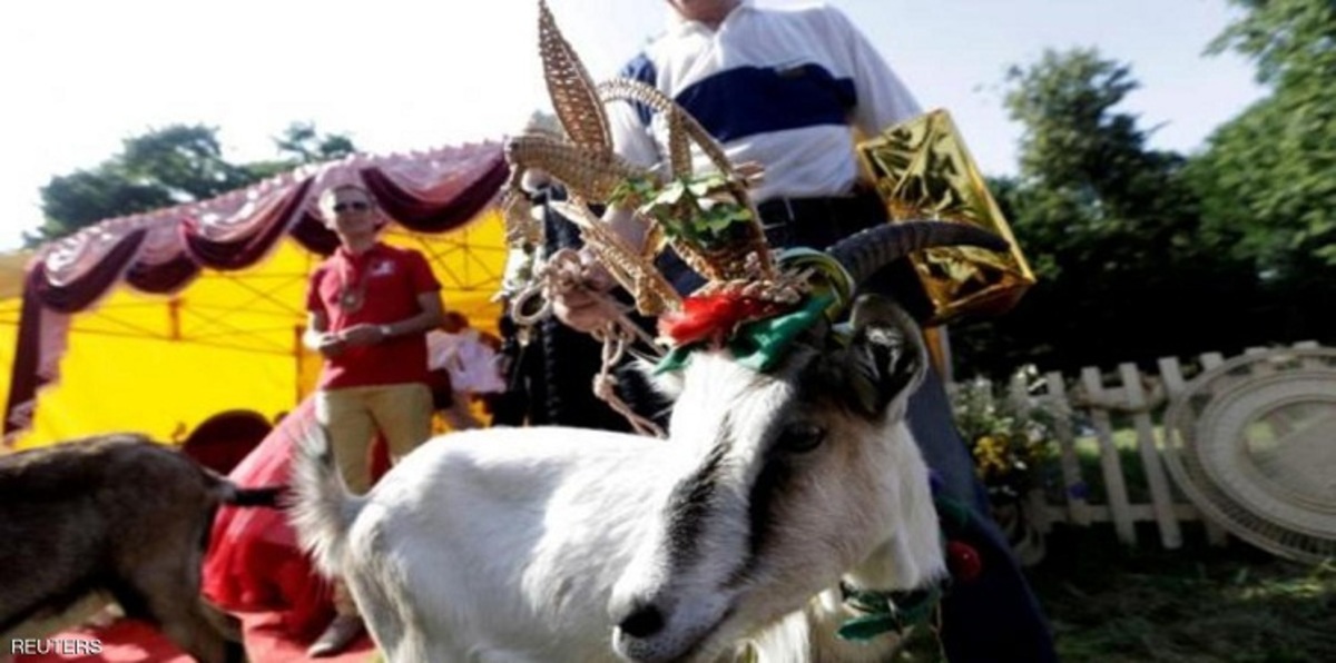 ملكة جمال الماعز في ليتوانيا تفوز بالكعك وكوبونات حلاقة