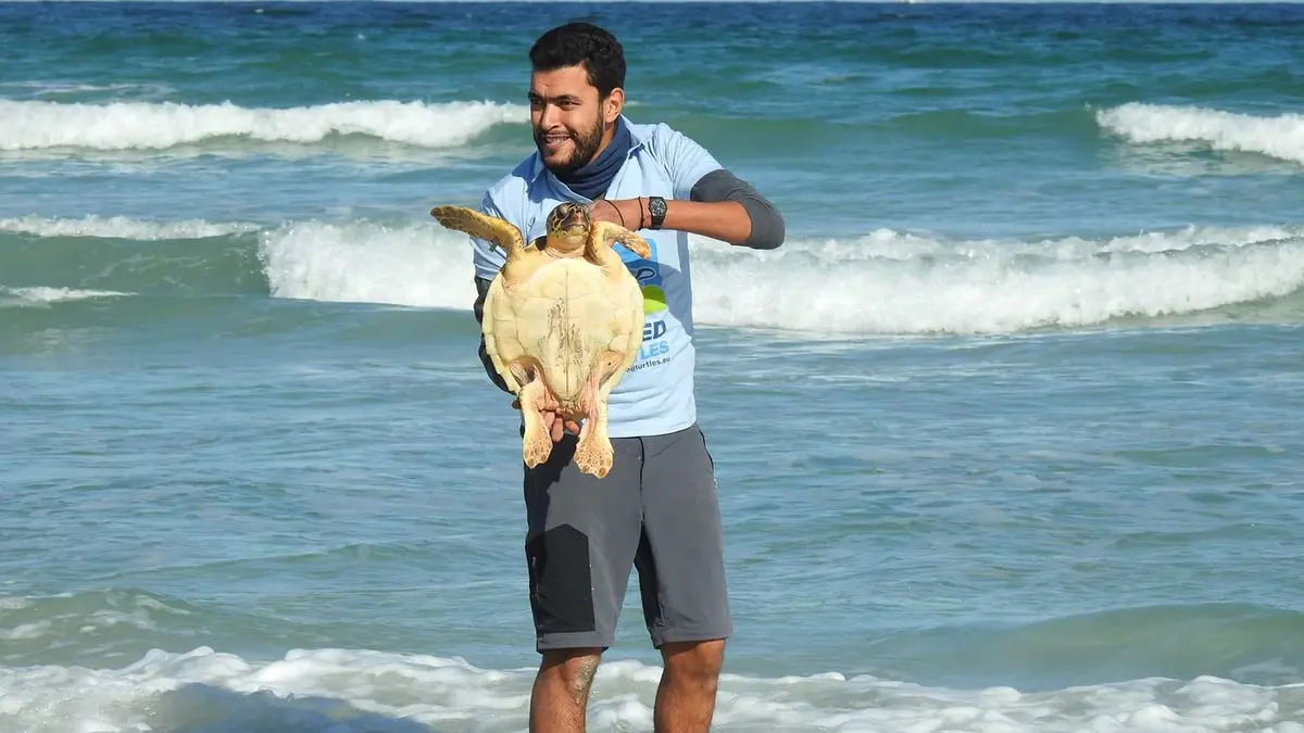 أنقذ 100 سلحفاة.. تونسي ينذر حياته لحماية الحيوانات البحرية من الانقراض