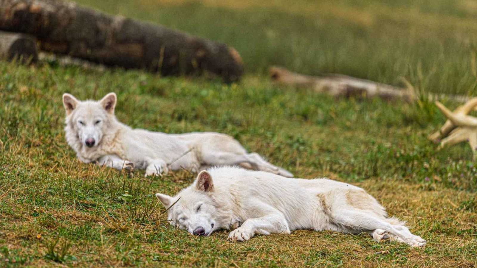 رومولوس وريموس.. الذئبان المنقرضان يُكملان عامهما الأول