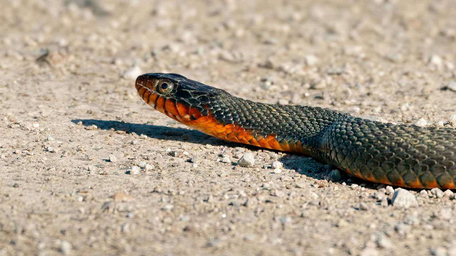 أحد أكثر الثعابين "سُمية" في أستراليا "يُقلى" بسبب موجة الحر (صورة)