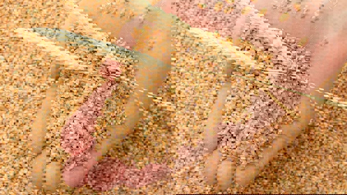 تقرير: التوترات بين روسيا وأوكرانيا تثير قلق مصر بسبب استيراد القمح