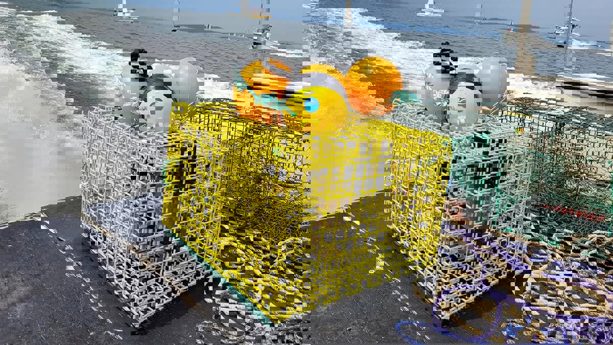 "Virtual Trawl".. تقنية جديدة لصيد "الجمبري" صديقة للبيئة