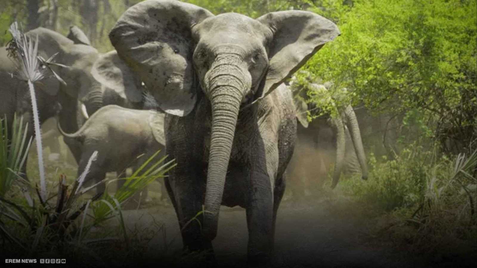 فلاش الكاميرا أشعل غضبه.. فيل بري يهاجم سائحا حاول تصويره (فيديو)