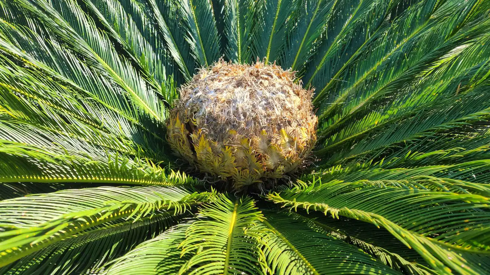 اكتشاف جديد.. كيف تستخدم نباتات السيكاد الحرارة لجذب الخنافس