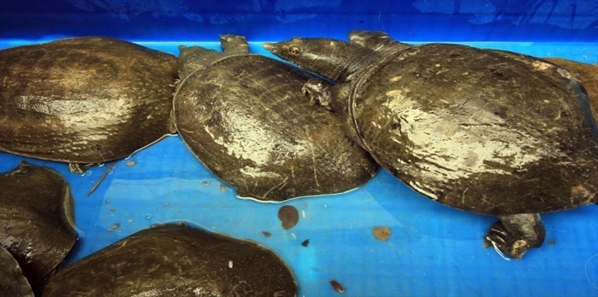 سوق الزواحف.. مكان لا يستغني عنه الصينيون في جاكرتا