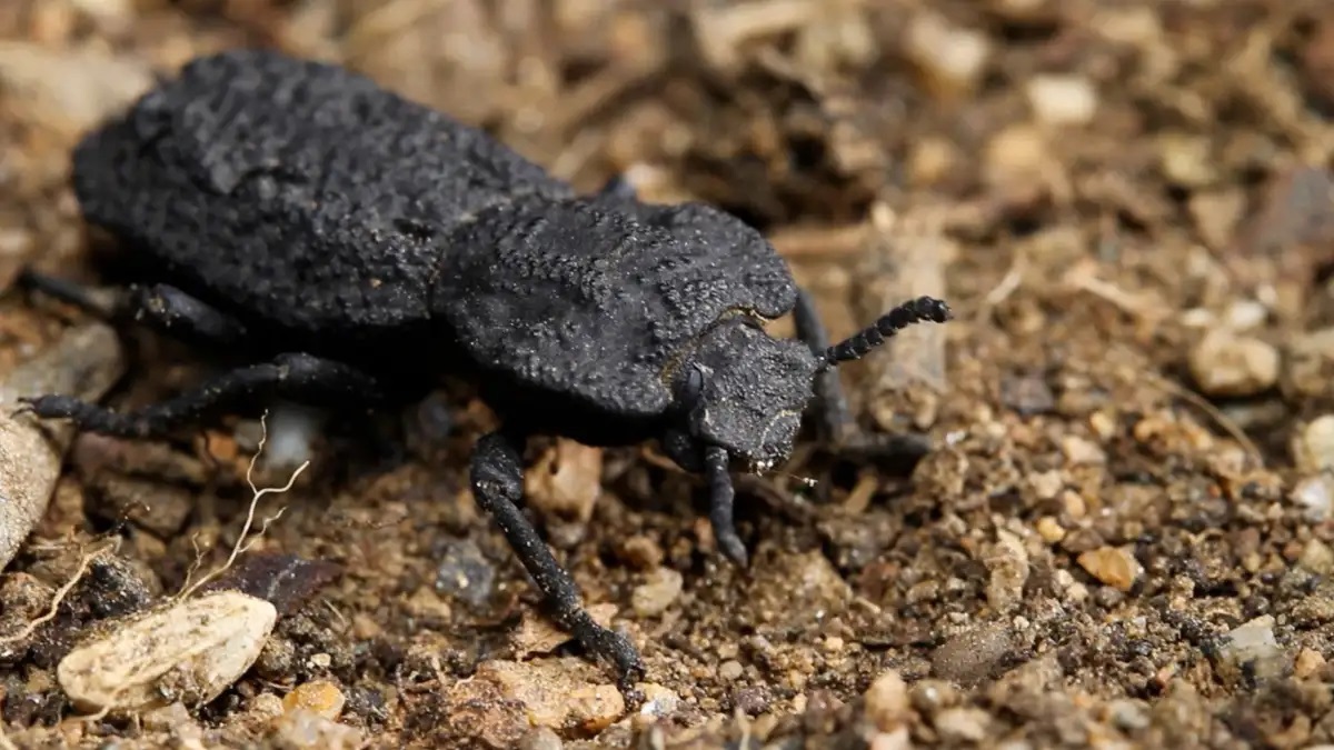 اكتشاف نوع من الخنافس يبشر بثورة في صناعة الطائرات والمباني