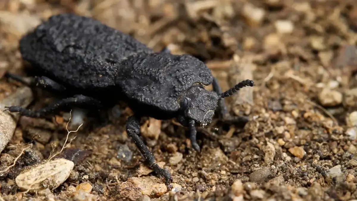 اكتشاف نوع من الخنافس يبشر بثورة في صناعة الطائرات والمباني