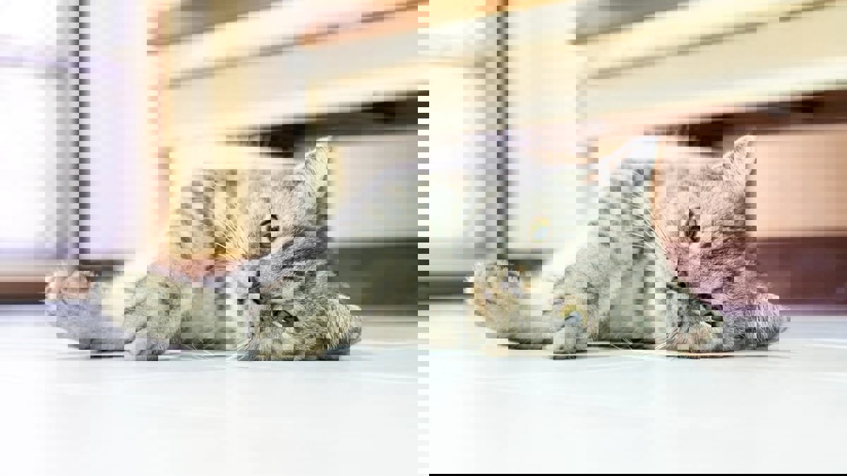 الكويت.. كشف حقيقة "القط فابيو" الذي تصدر أحاديث المواطنين