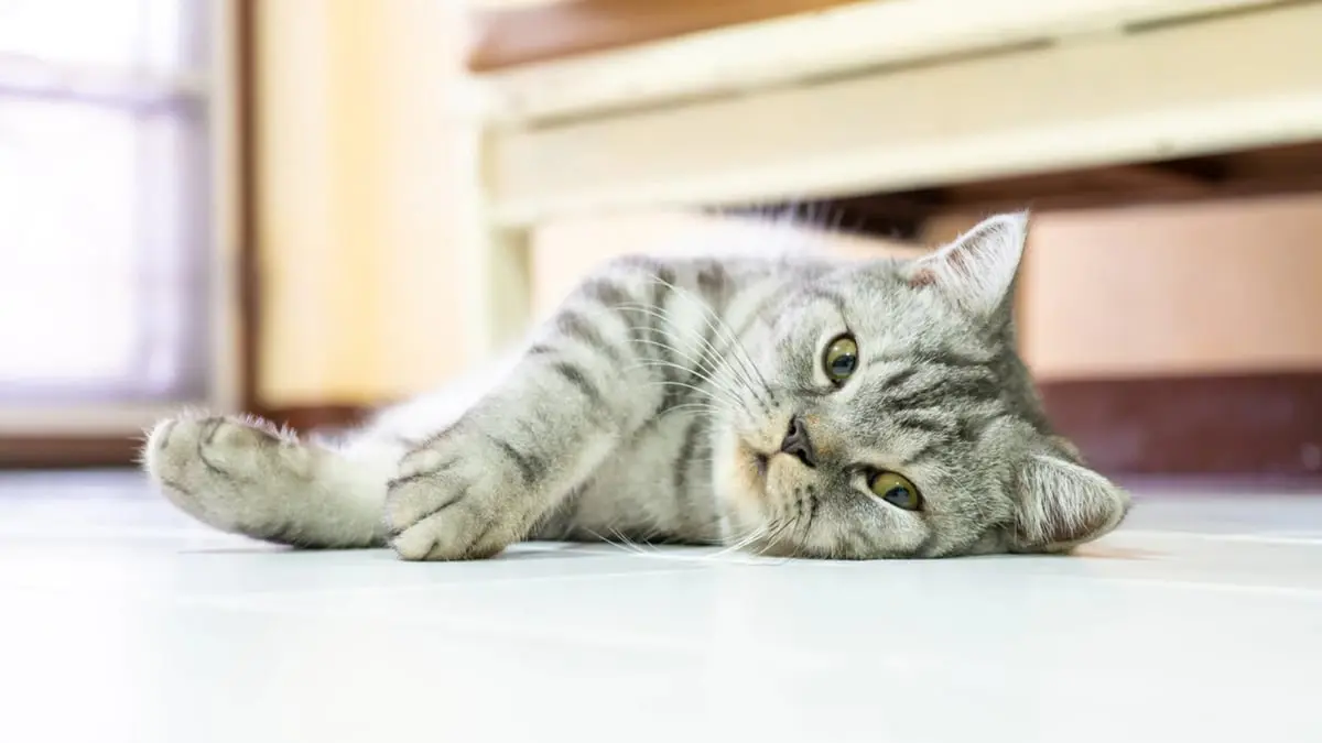 الكويت.. كشف حقيقة "القط فابيو" الذي تصدر أحاديث المواطنين