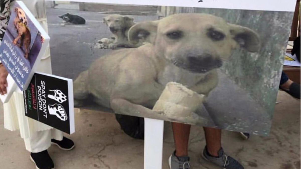 استياء كبير من وضع علم الكويت على جثة كلب ومطالبات بمحاسبة الفاعل‎ 