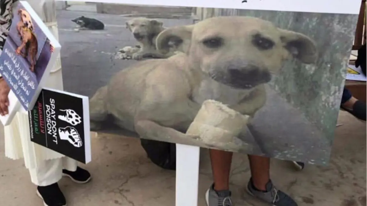 استياء كبير من وضع علم الكويت على جثة كلب ومطالبات بمحاسبة الفاعل‎ 