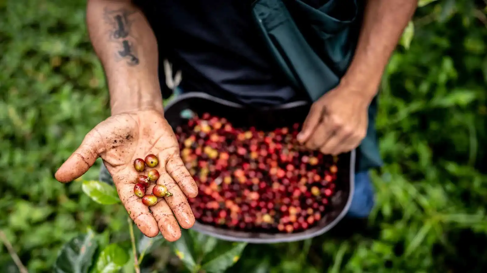 ارتفاع درجات الحرارة يهدد محاصيل القهوة وجودتها