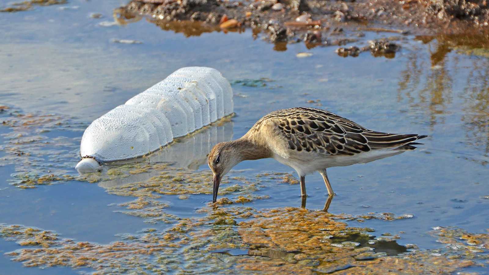 6 قطع بلاستيك صغيرة كفيلة بقتل الطيور البحرية بنسبة 90%