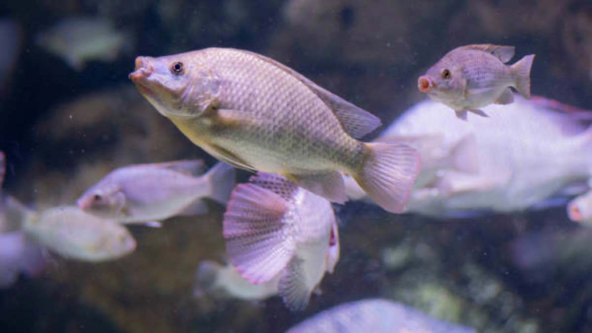 تايلاند.. سمكة ذات شفاه ضخمة تثير الجدل (فيديو)