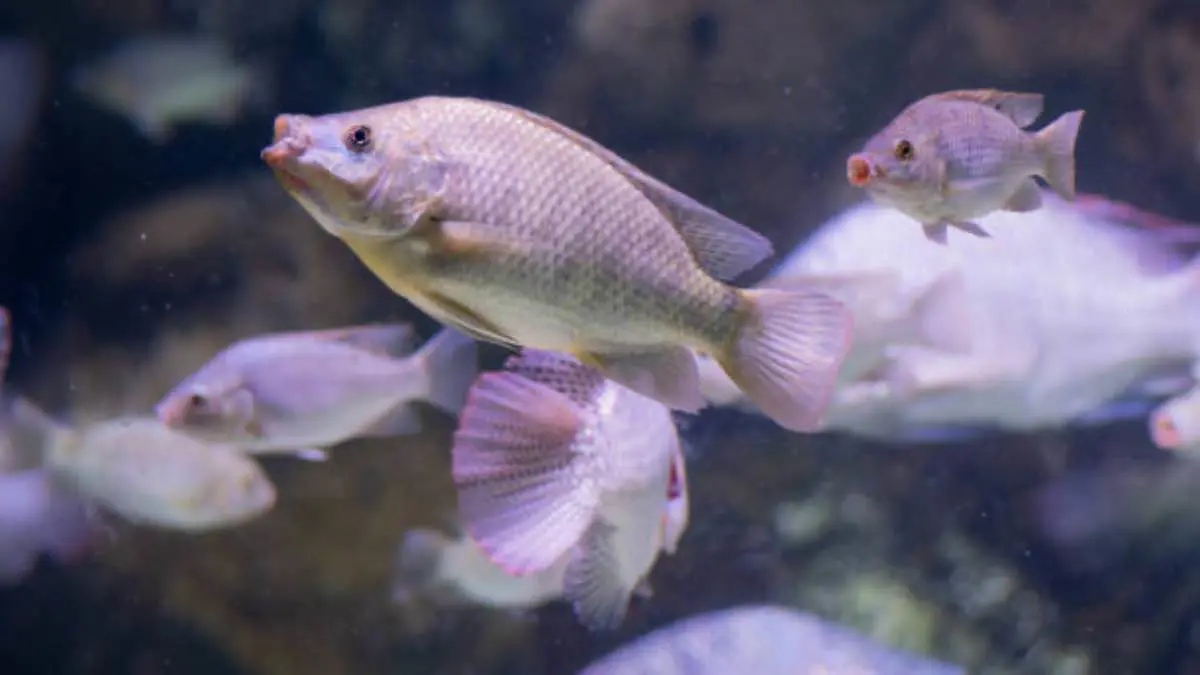 تايلاند.. سمكة ذات شفاه ضخمة تثير الجدل (فيديو)