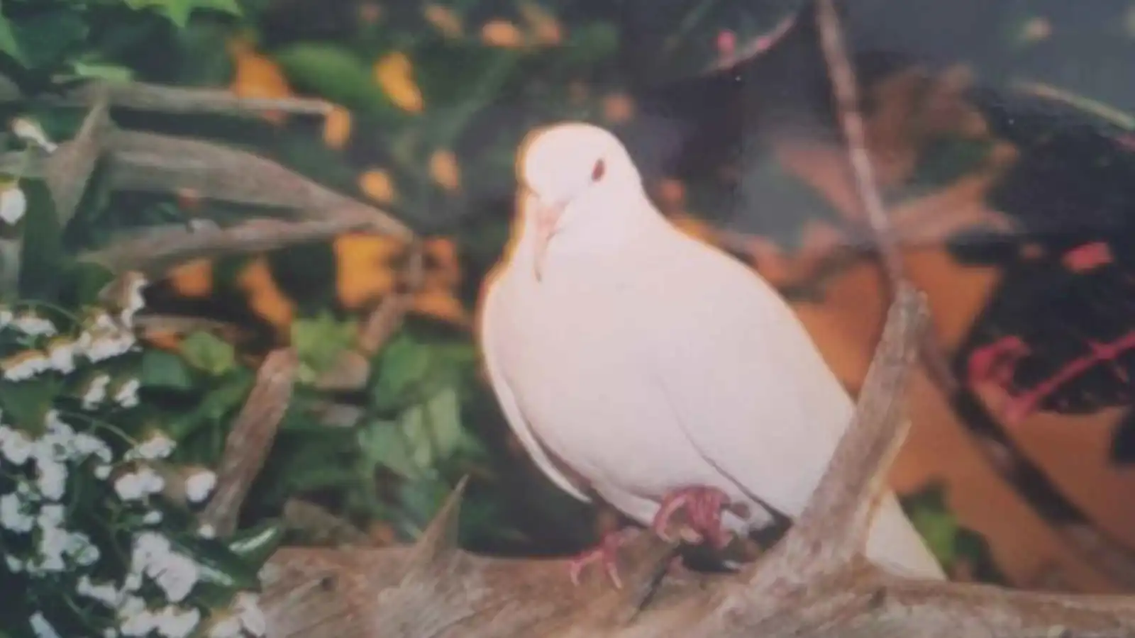 "شوغر".. حمامة تكسر الرقم القياسي بعمر 44 عاماً