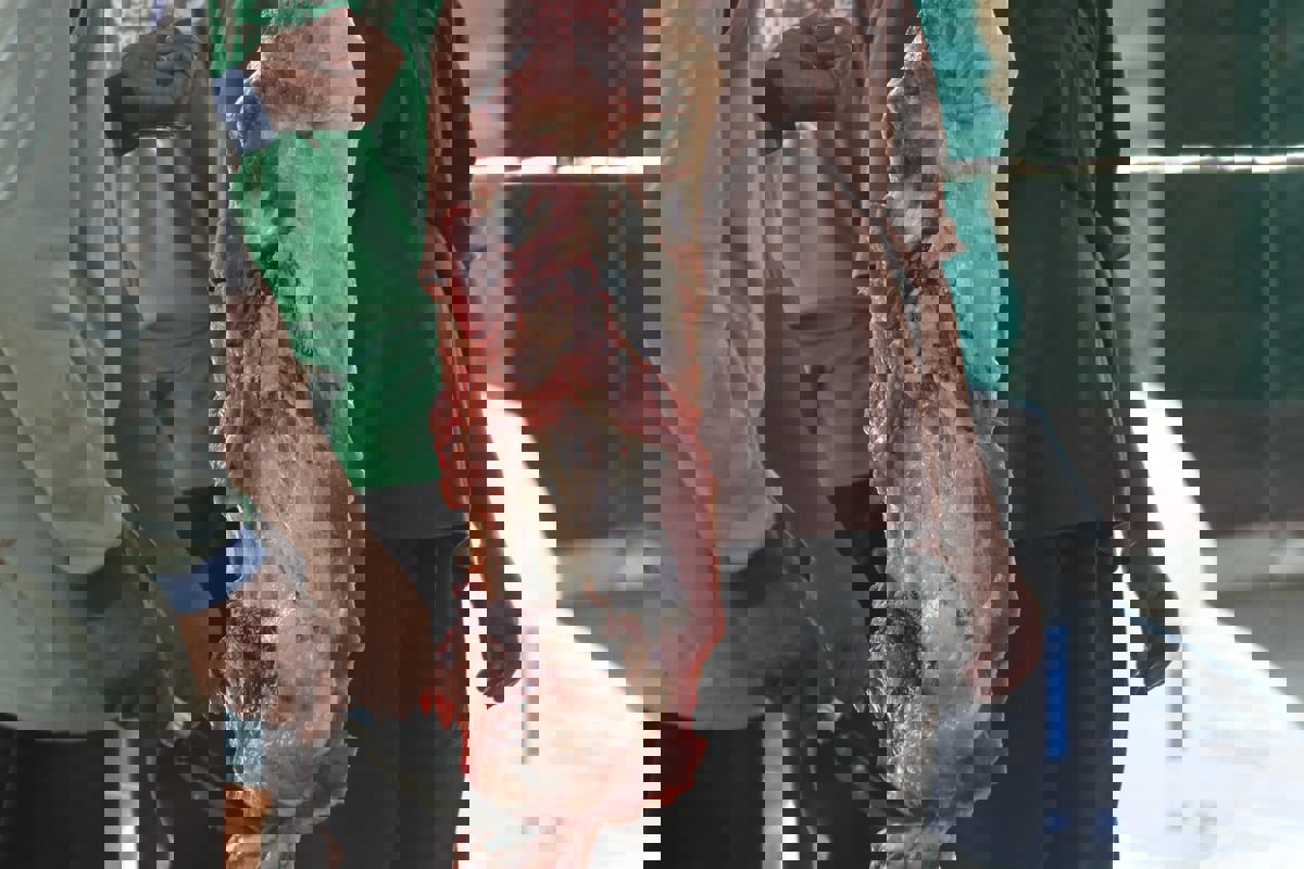 ليبيا.. أرقام مفزعة للمصابين في اليوم الأول من عيد الأضحى 