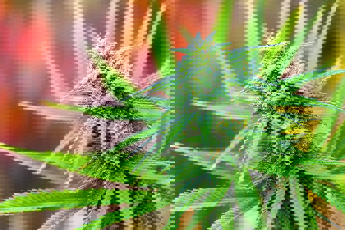 بالصور.. الصينيون القدماء كانوا يكرّمون موتاهم بالماريغوانا