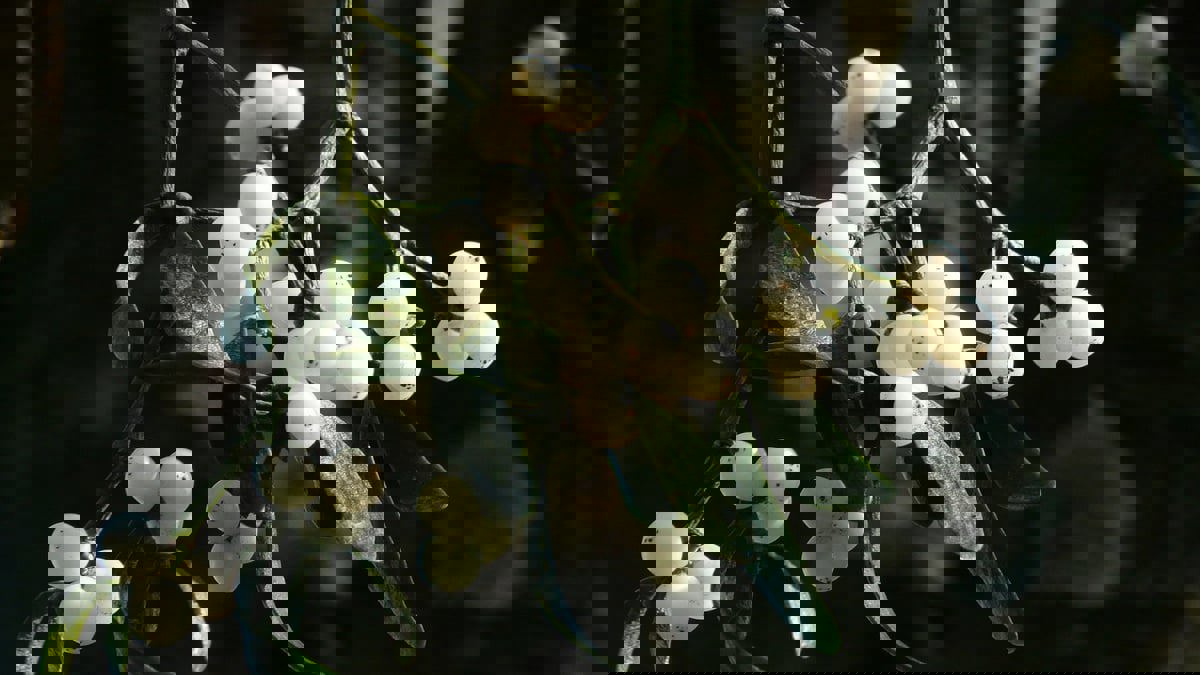 خيوط صمغية لاصقة من "توت الهدال" تساهم في التئام الجروح