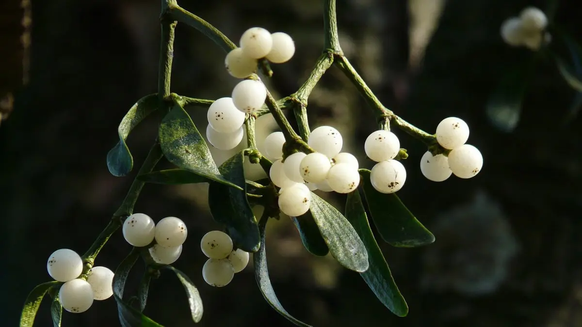 خيوط صمغية لاصقة من "توت الهدال" تساهم في التئام الجروح