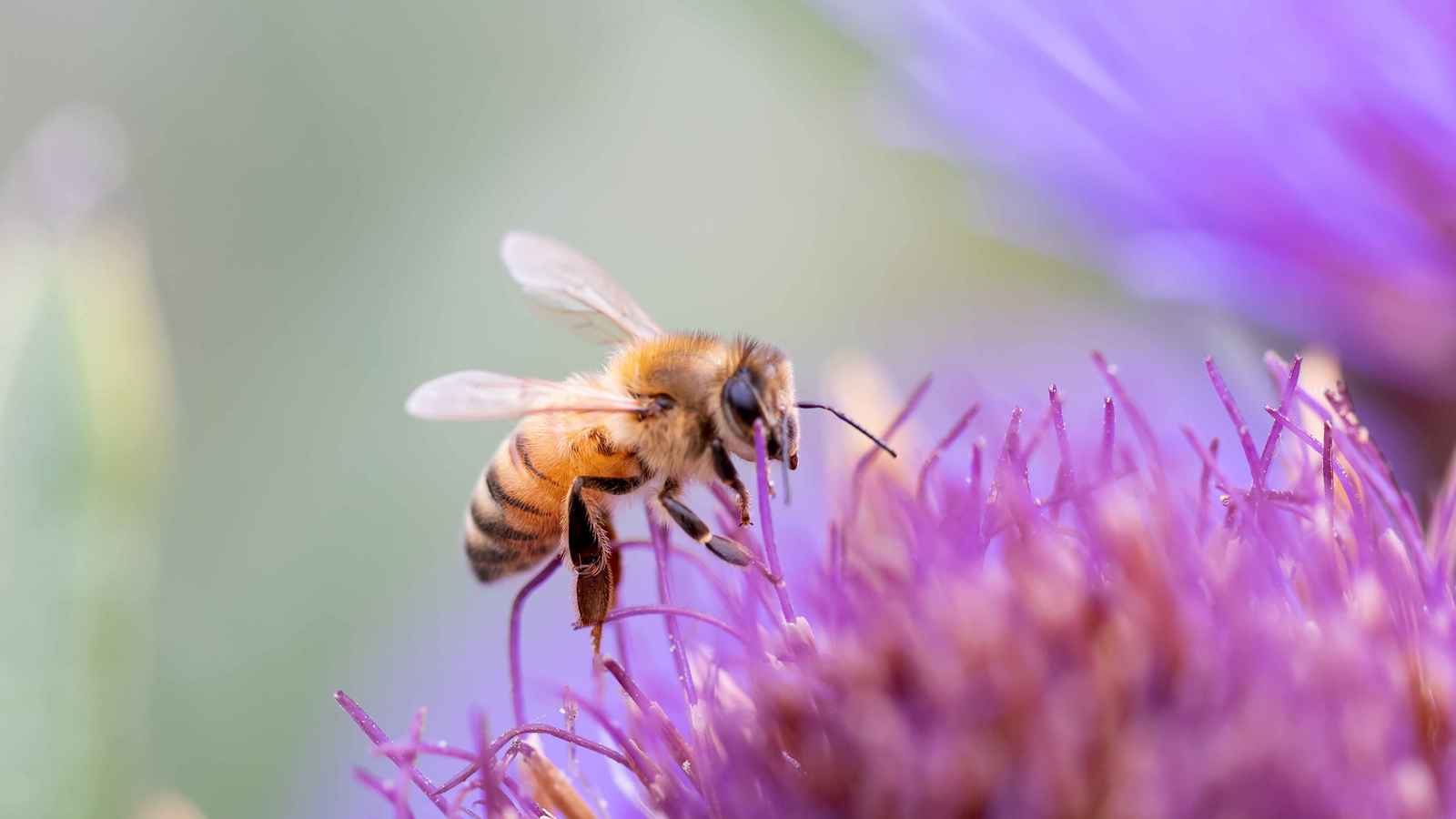 "نحلة" تقتل رجلاً في تركيا