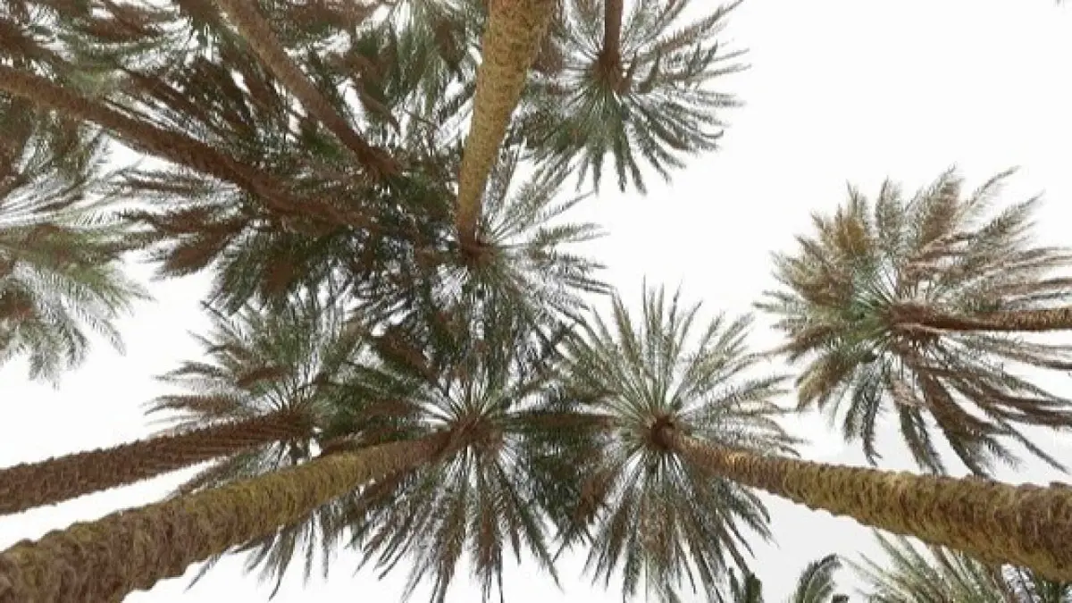 اليونسكو تدرج "النخلة" على القائمة التمثيلية للتراث الثقافي غير المادي