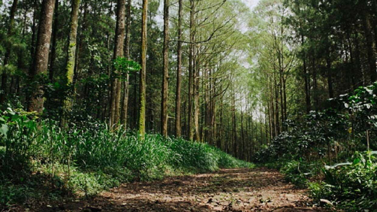 التعدين يدمّر 721 ألف هكتار من غابات إندونيسيا