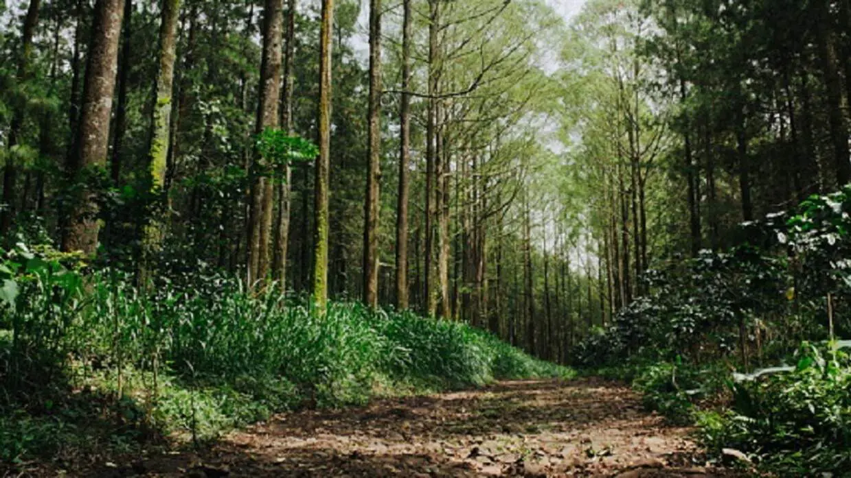 التعدين يدمّر 721 ألف هكتار من غابات إندونيسيا