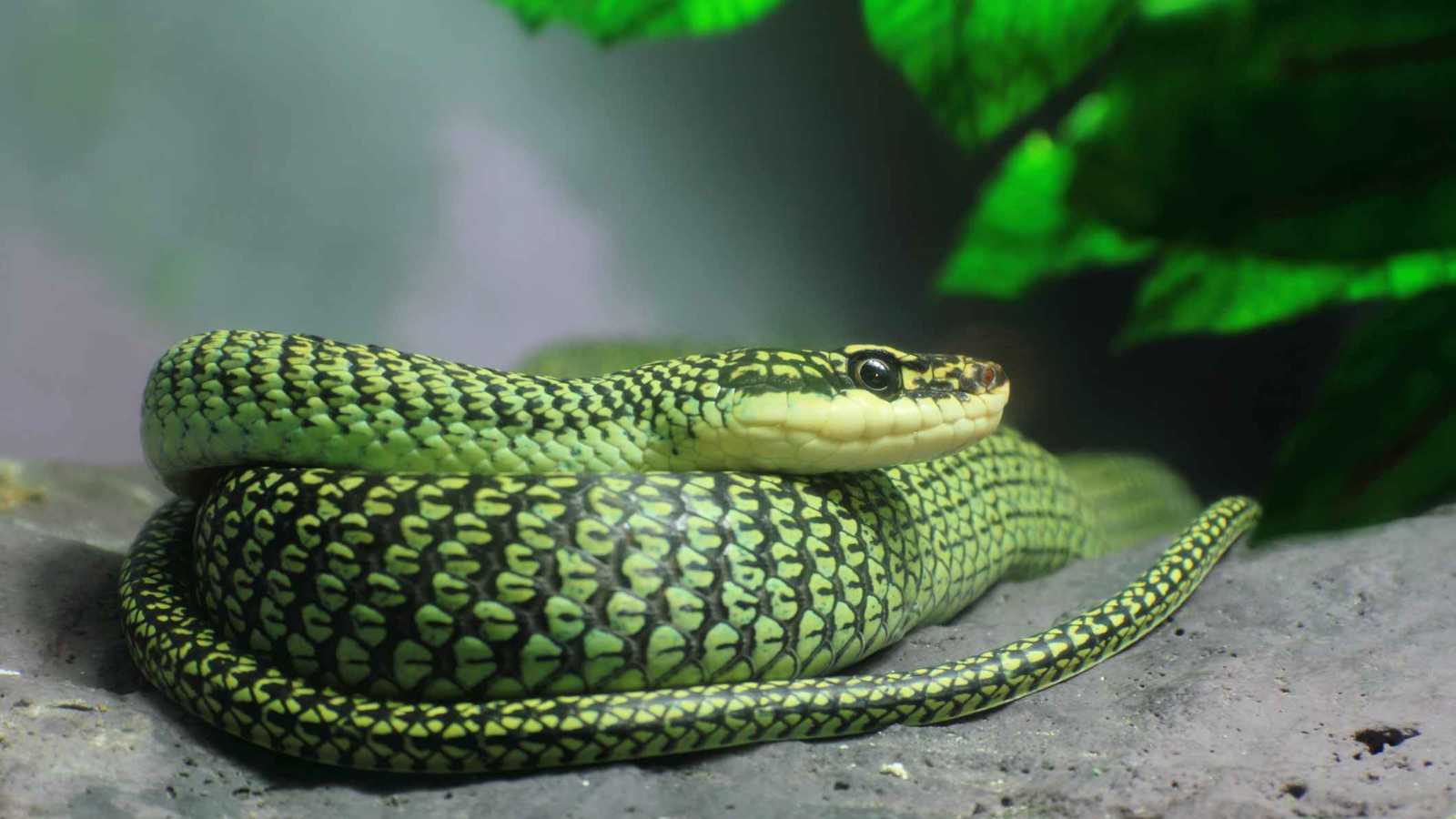 الأفاعي الطائرة.. لغز الطبيعة في الغابات الآسيوية (فيديو)